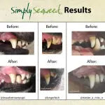 Simply Seaweed – Dental Supplement - Paws & Palettes