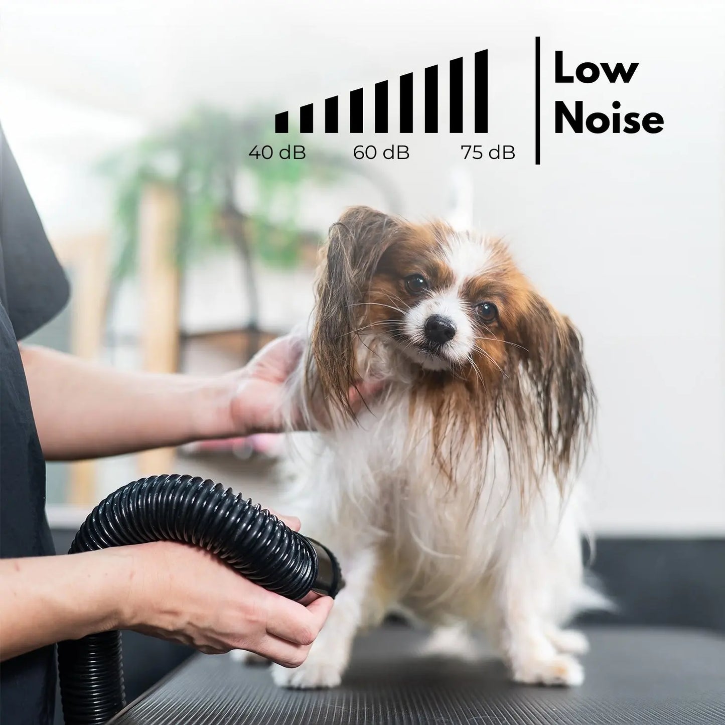 Floofi Pet Hair Dryer Basic (Black) - Paws & Palettes