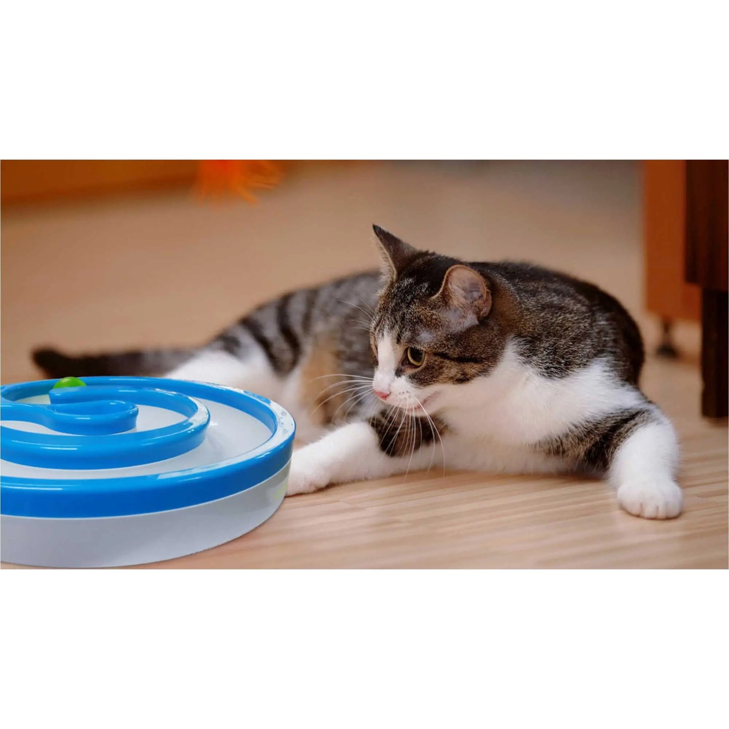 Interactive Cat Track Circle with LED Sound Light Rolling Ball - Chase Play Toy - Paws & Palettes