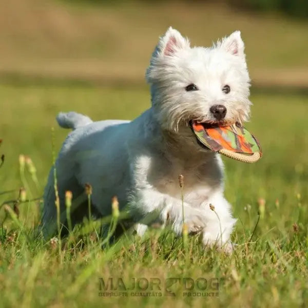 Major Dog Mini Frisbee - Fetch Toy - Paws & Palettes