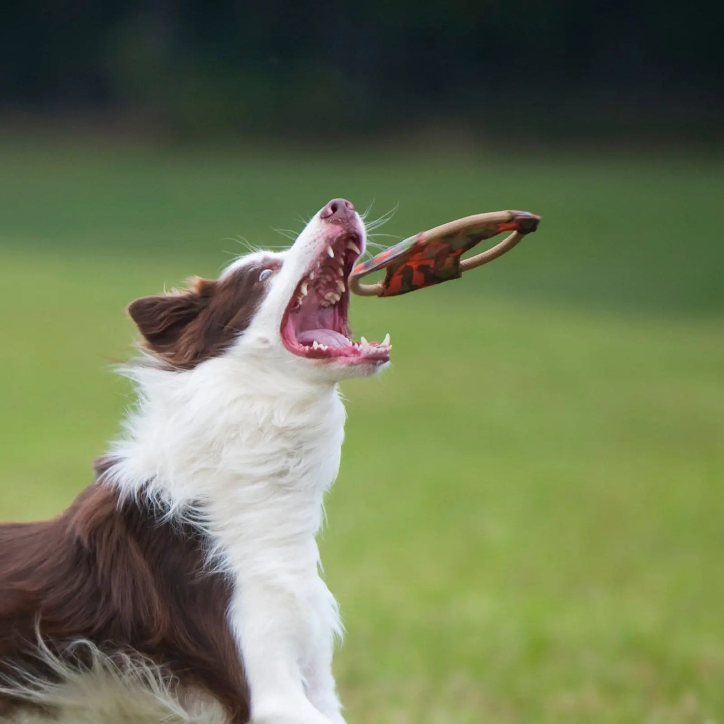 Major Dog Mini Frisbee - Fetch Toy - Paws & Palettes