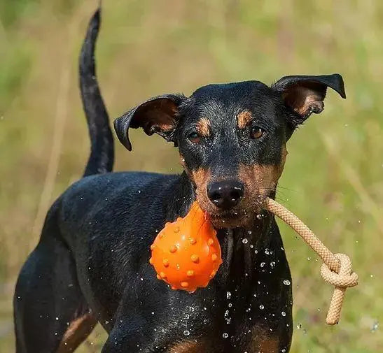 Major Dog Swimming Eddy Floating Fetch Toy with Handle - Large - Paws & Palettes