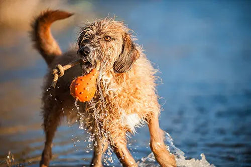 Major Dog Swimming Eddy Floating Fetch Toy with Handle - Small - Paws & Palettes