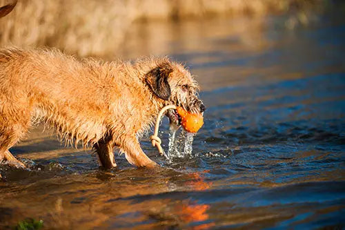 Major Dog Swimming Eddy Floating Fetch Toy with Handle - Small - Paws & Palettes