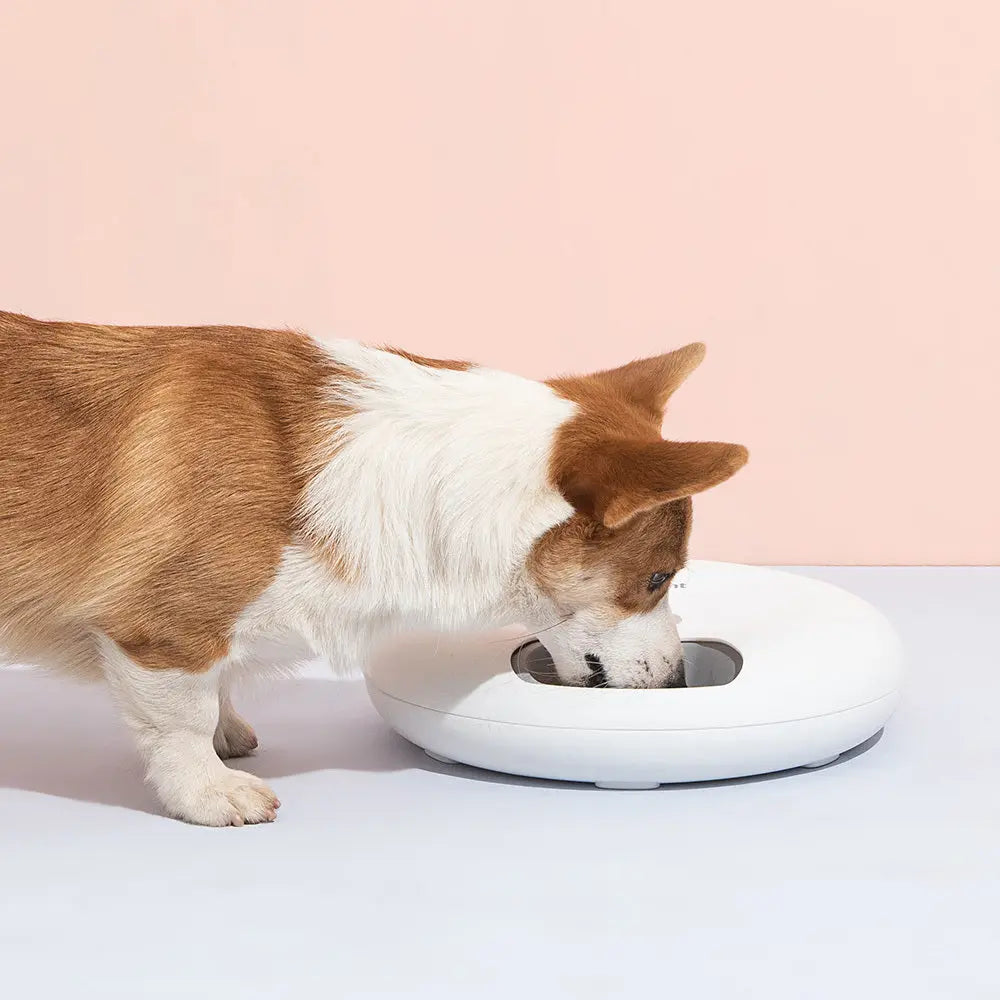6 Meal Automatic Pet Dog Cat Food Feeder Dispenser with Programmable Timer White - Paws & Palettes