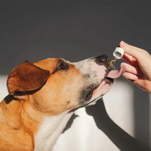 Raw Hemp Seed Oil + Turmeric Food Supplement for Dogs Dropshipzone
