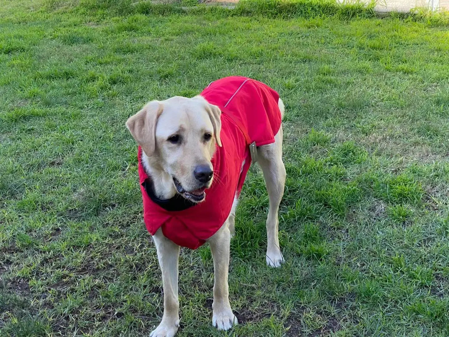 Pet Dog Raincoat Poncho Jacket Windbreaker Waterproof Clothes with Harness Hole-S-Red - Paws & Palettes