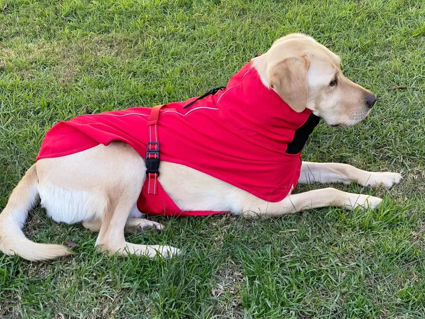 Pet Dog Raincoat Poncho Jacket Windbreaker Waterproof Clothes with Harness Hole-S-Red - Paws & Palettes
