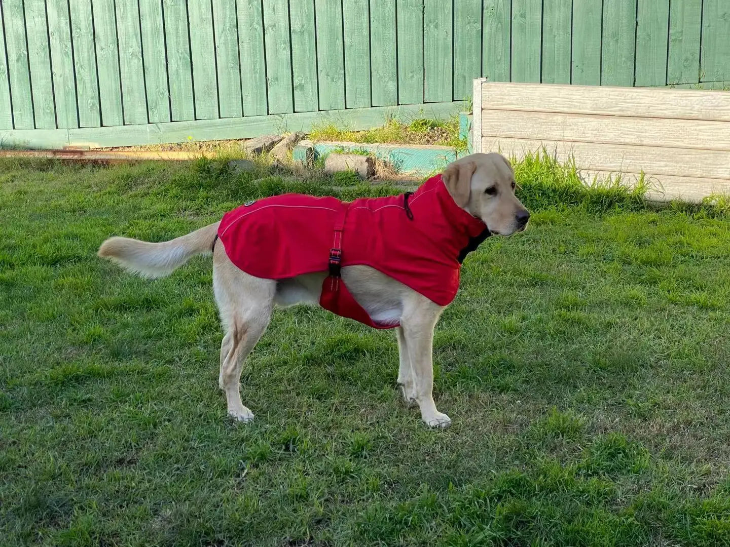 Pet Dog Raincoat Poncho Jacket Windbreaker Waterproof Clothes with Harness Hole-S-Red - Paws & Palettes