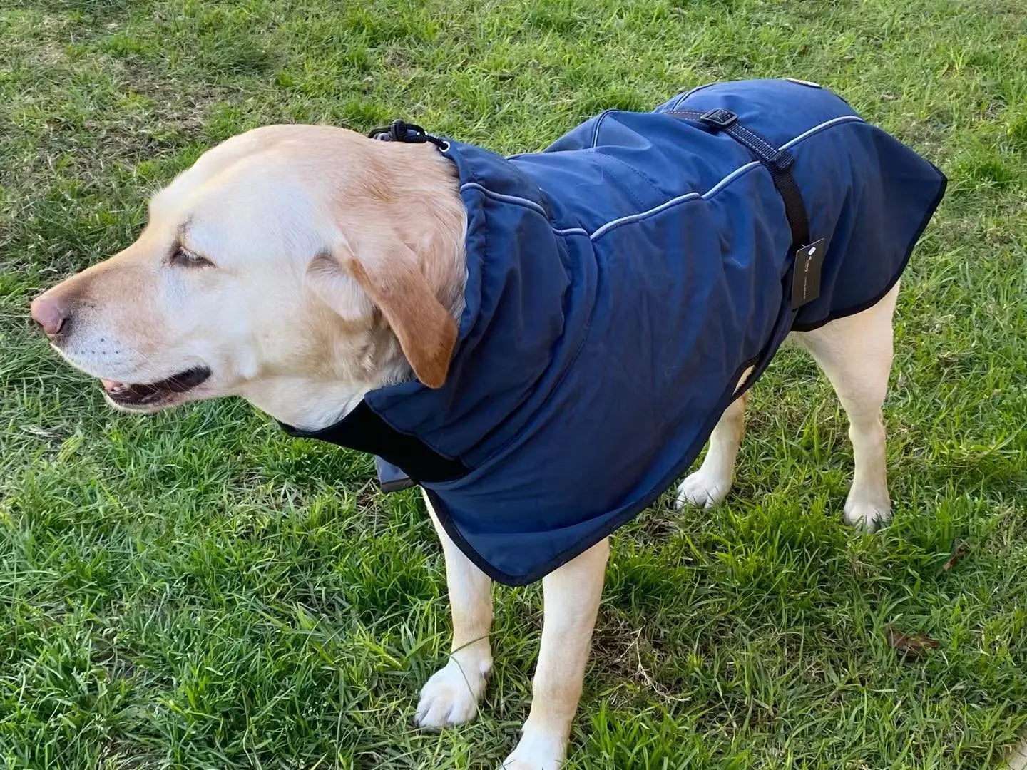 Pet Dog Raincoat Poncho Jacket Windbreaker Waterproof Clothes with Harness Hole-M-Blue - Paws & Palettes