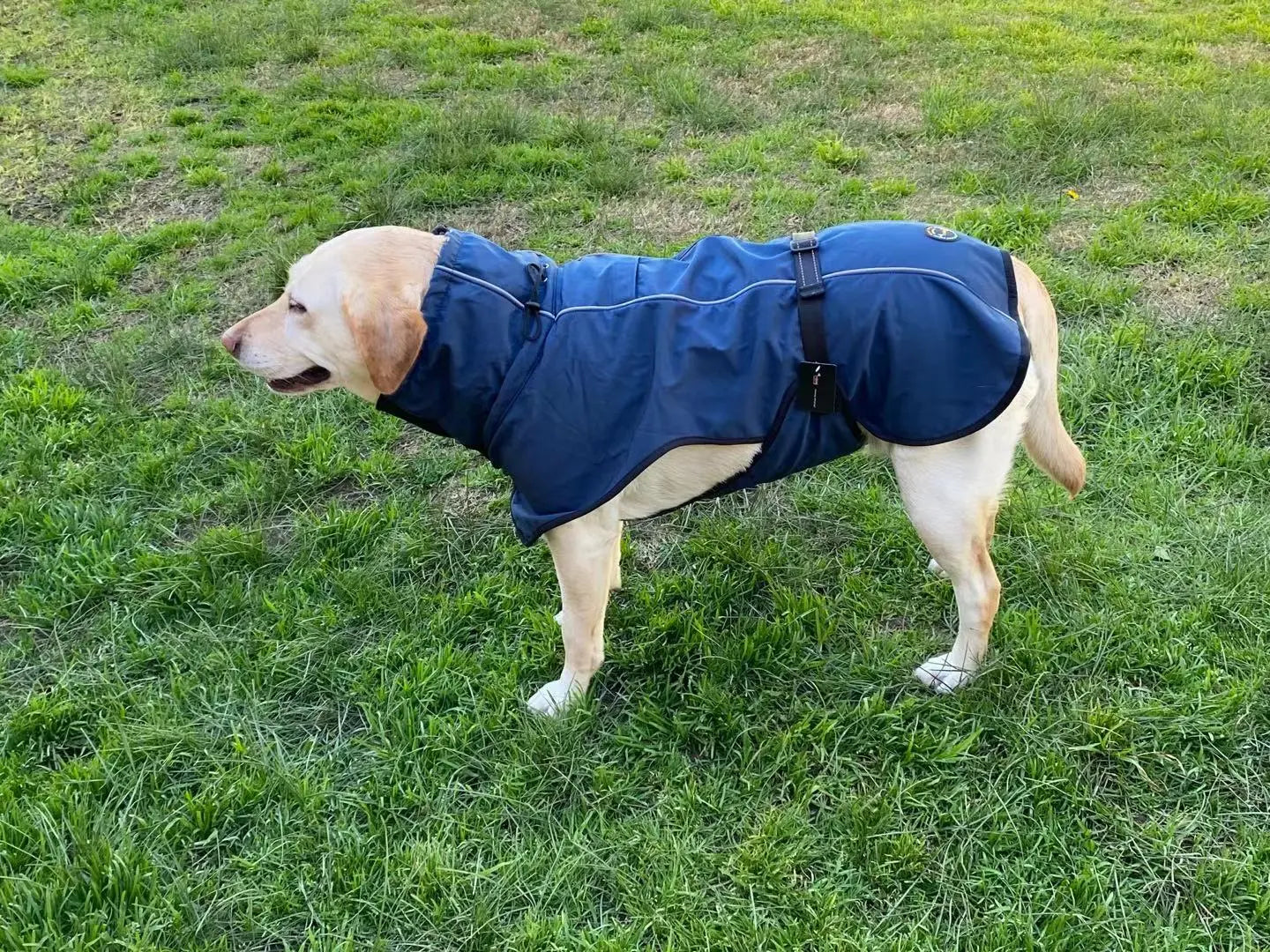 Pet Dog Raincoat Poncho Jacket Windbreaker Waterproof Clothes with Harness Hole-M-Blue - Paws & Palettes