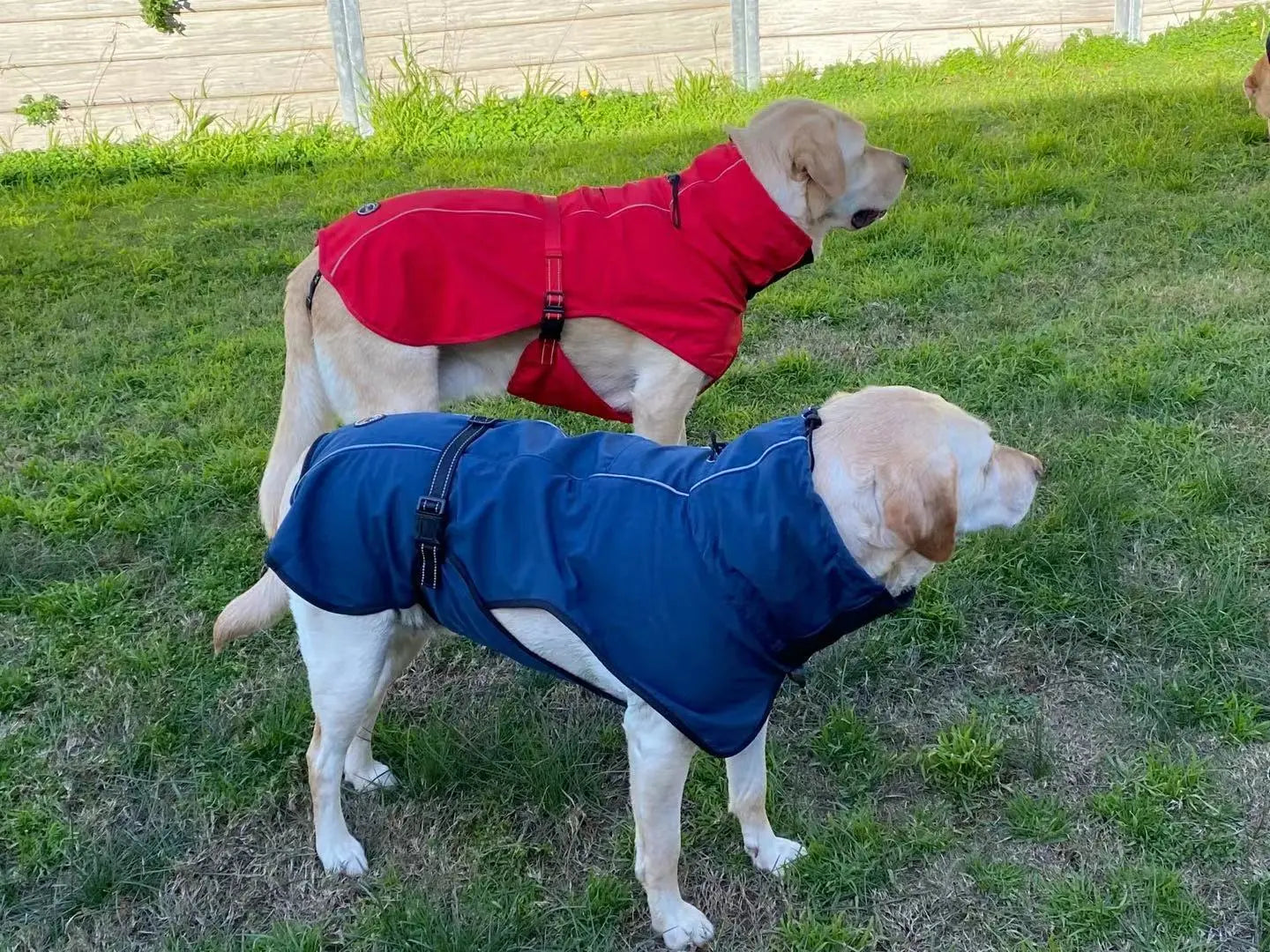 Pet Dog Raincoat Poncho Jacket Windbreaker Waterproof Clothes with Harness Hole-L-Red - Paws & Palettes